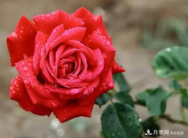 雨后南陽(yáng)月季公園里的月季花嬌艷欲滴(圖集)(圖1)