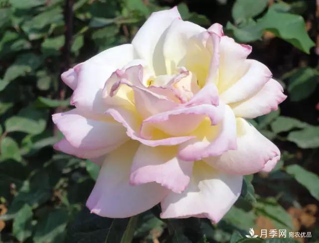 雨后南陽(yáng)月季公園里的月季花嬌艷欲滴(圖集)(圖4)