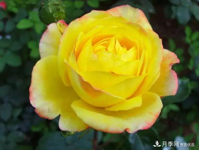 雨后南陽(yáng)月季公園里的月季花嬌艷欲滴(圖集)(圖9)