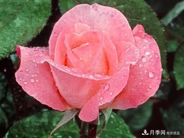 雨后南陽(yáng)月季公園里的月季花嬌艷欲滴(圖集)(圖8)
