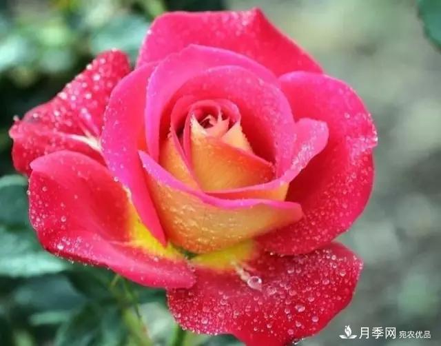 雨后南陽(yáng)月季公園里的月季花嬌艷欲滴(圖集)(圖5)