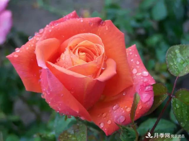 雨后南陽(yáng)月季公園里的月季花嬌艷欲滴(圖集)(圖6)