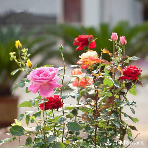 盆栽月季花花期調(diào)控管理如何做？(圖1)