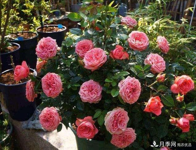月季病害多開花少？這2件事養(yǎng)護要常做，葉茂花更旺(圖1)