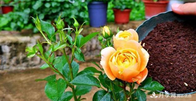 月季病害多開花少？這2件事養(yǎng)護要常做，葉茂花更旺(圖3)
