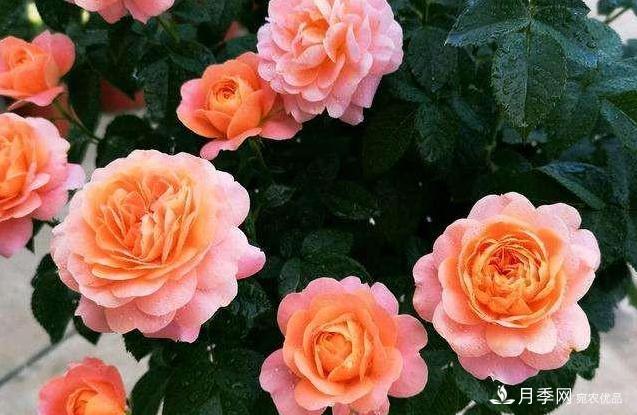 月季病害多開花少？這2件事養(yǎng)護要常做，葉茂花更旺(圖4)