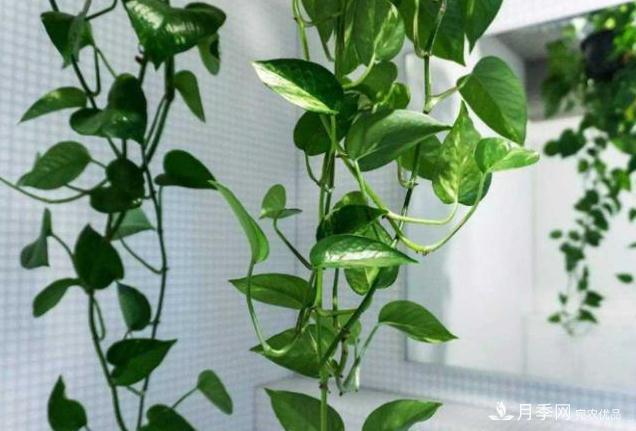 千位花友票選，10種***好養(yǎng)護(hù)的花卉，你們都養(yǎng)了沒？(圖1)