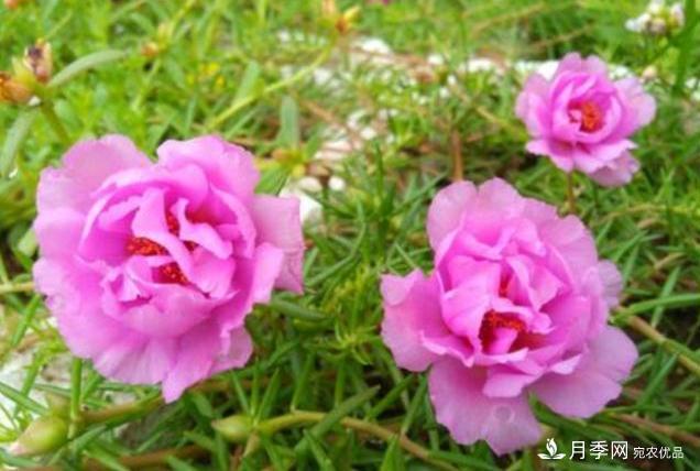 千位花友票選，10種***好養(yǎng)護(hù)的花卉，你們都養(yǎng)了沒？(圖3)