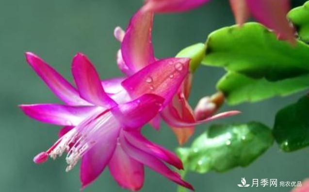 千位花友票選，10種***好養(yǎng)護(hù)的花卉，你們都養(yǎng)了沒？(圖6)