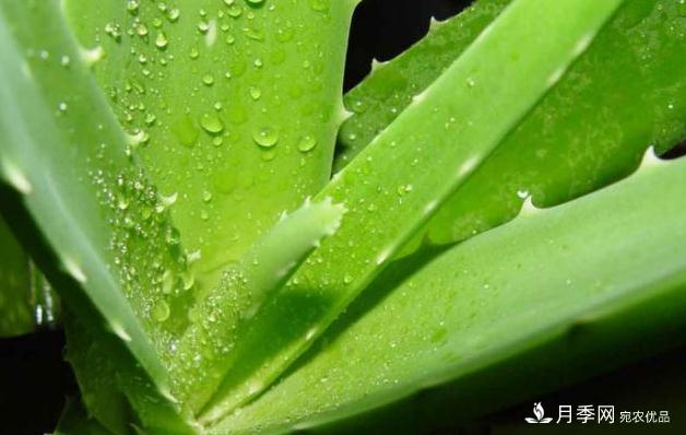 千位花友票選，10種***好養(yǎng)護(hù)的花卉，你們都養(yǎng)了沒？(圖9)