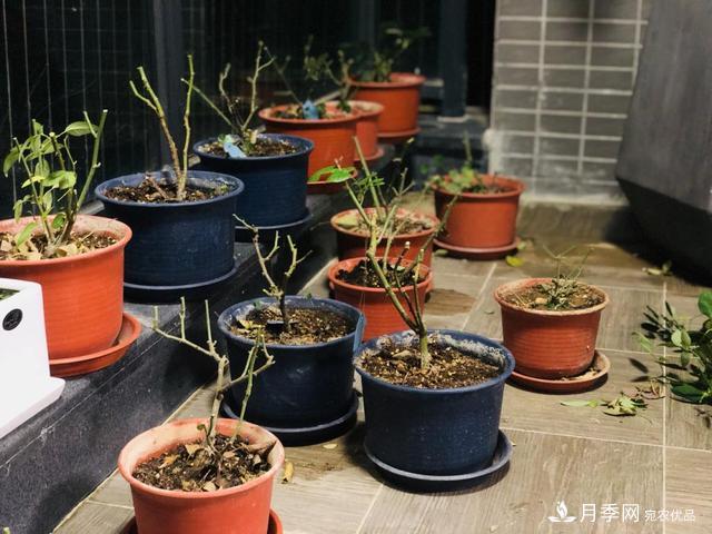 盆栽月季3年沒(méi)“換土”，新芽反而咻咻冒，花盆都裝不下！(圖8)