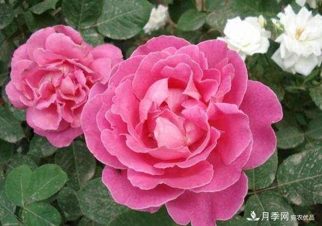 夏天月季長得好，這幾點要求要做到(圖2)