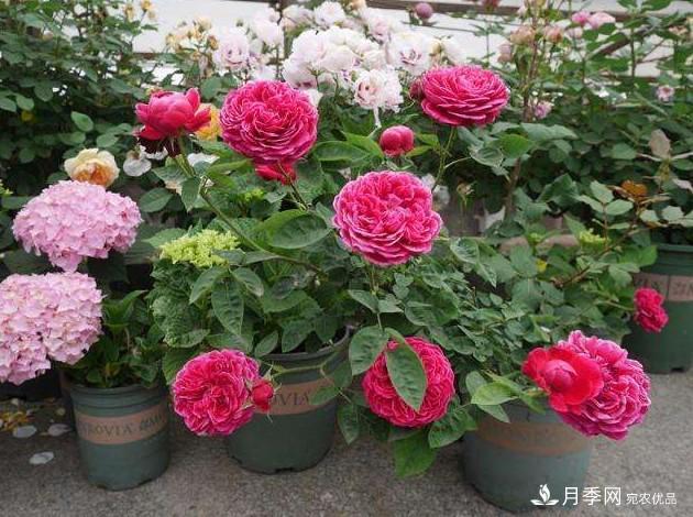 月季花這么漂亮，為什么有人說不能種在家里呢(圖3)