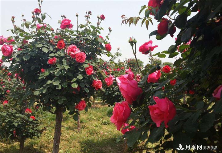 古樁月季樹開花少的原因是什么？(圖1)
