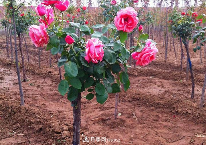 2.3.4.5.6公分內(nèi)鄉(xiāng)樹狀月季基地全網(wǎng)低價(jià)批發(fā)(圖3)