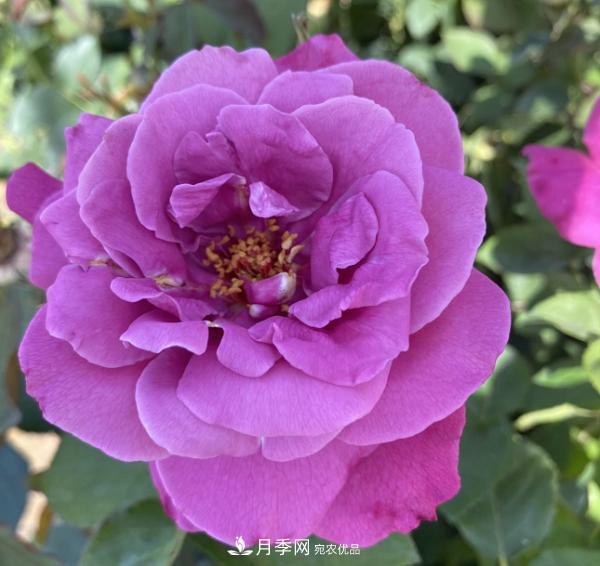 關于月季花顏色寓意，你不知道的二三事(圖4)