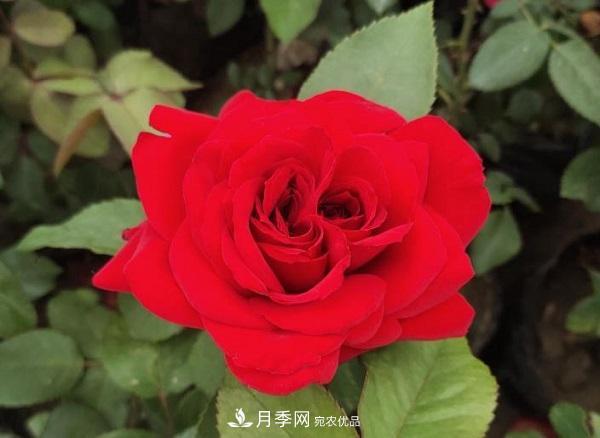 關于月季花顏色寓意，你不知道的二三事(圖1)