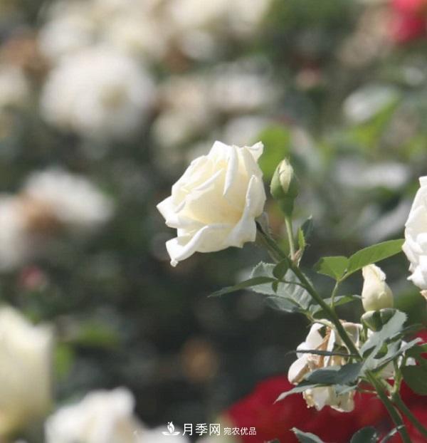 關于月季花顏色寓意，你不知道的二三事(圖2)