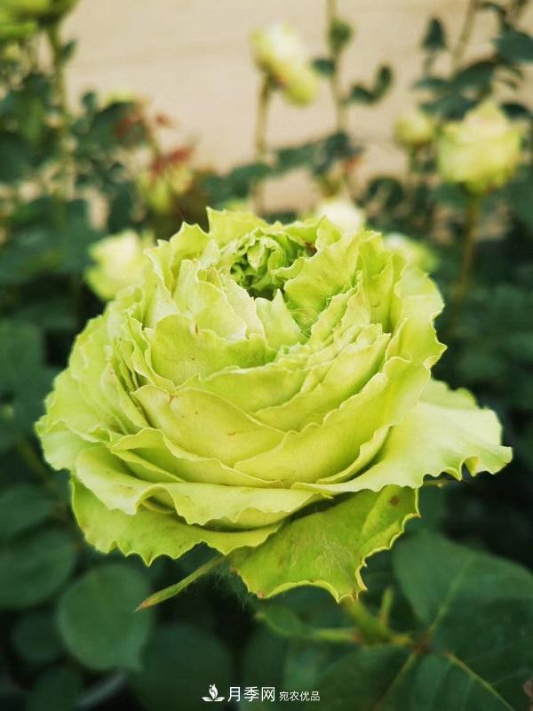 關于月季花顏色寓意，你不知道的二三事(圖6)