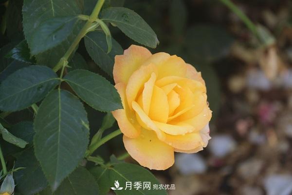 關于月季花顏色寓意，你不知道的二三事(圖5)
