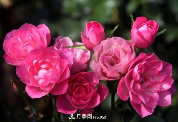 單花期***長的月季品種推薦幾個，***久能開一個多月(圖3)