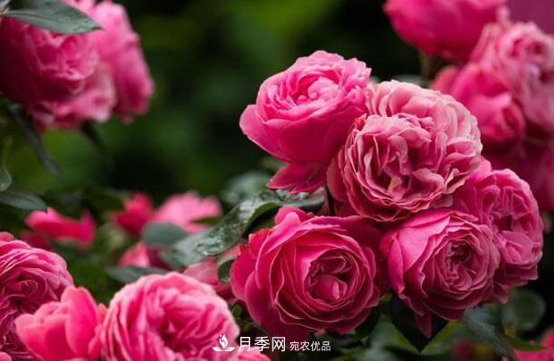 單花期***長的月季品種推薦幾個，***久能開一個多月(圖4)