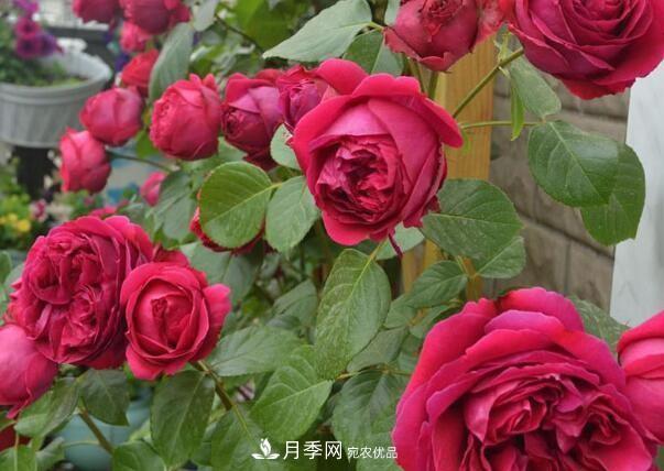 單花期***長的月季品種推薦幾個，***久能開一個多月(圖5)