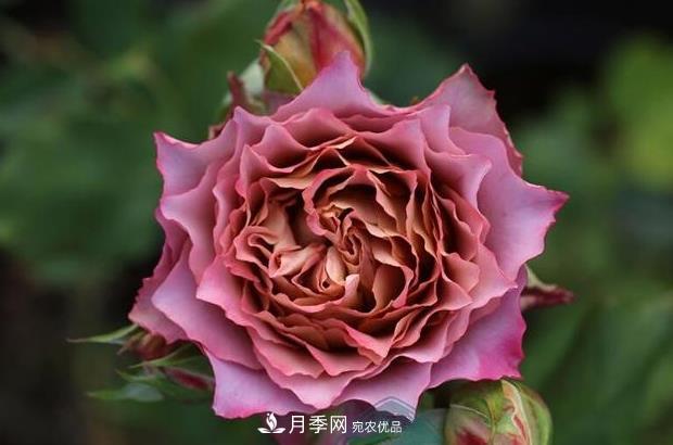 單花期***長的月季品種推薦幾個，***久能開一個多月(圖7)