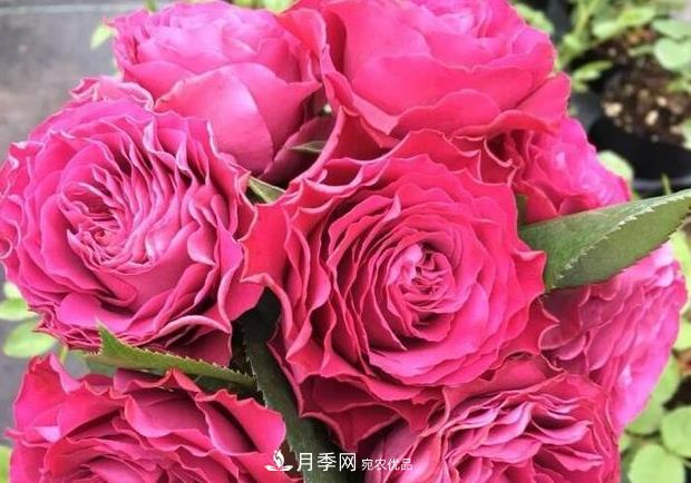 單花期***長的月季品種推薦幾個，***久能開一個多月(圖10)