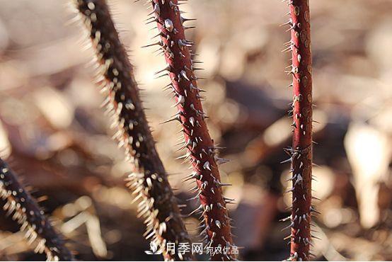 玫瑰、月季分不清？你買的玫瑰可能都是月季！(圖2)