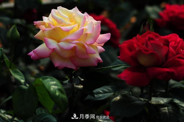 玫瑰、月季分不清？你買的玫瑰可能都是月季！(圖1)