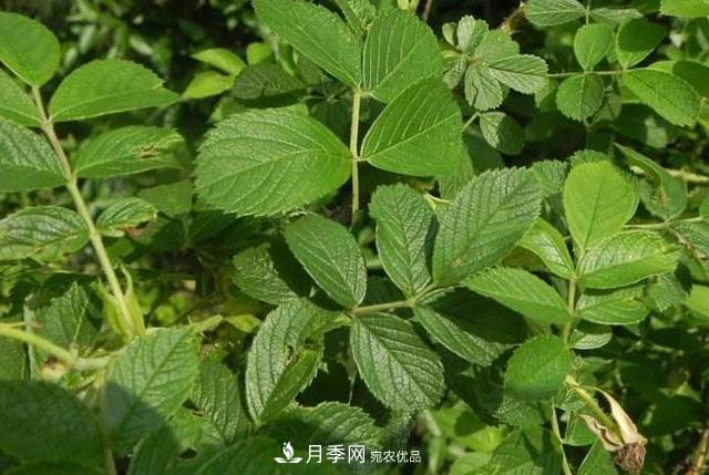 玫瑰、月季分不清？你買的玫瑰可能都是月季！(圖3)
