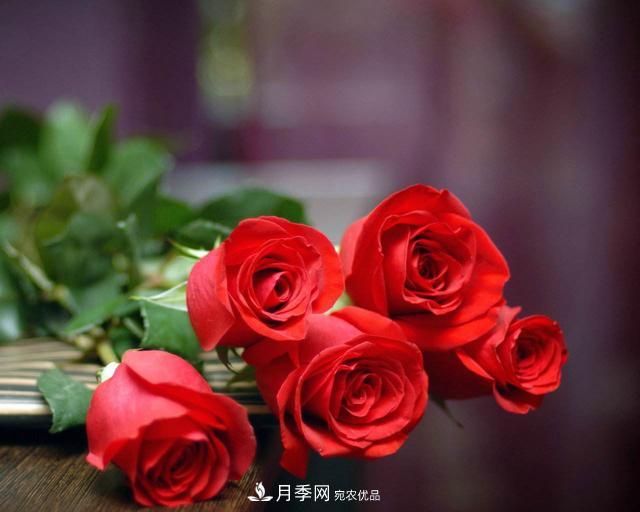 玫瑰、月季分不清？你買的玫瑰可能都是月季！(圖5)