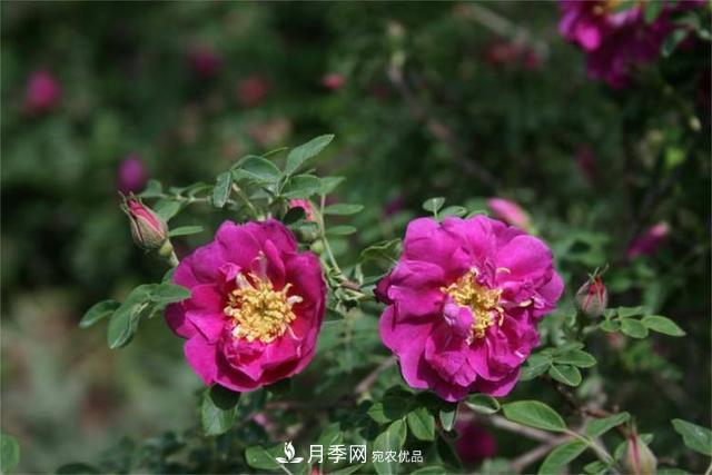 玫瑰、月季分不清？你買的玫瑰可能都是月季！(圖4)
