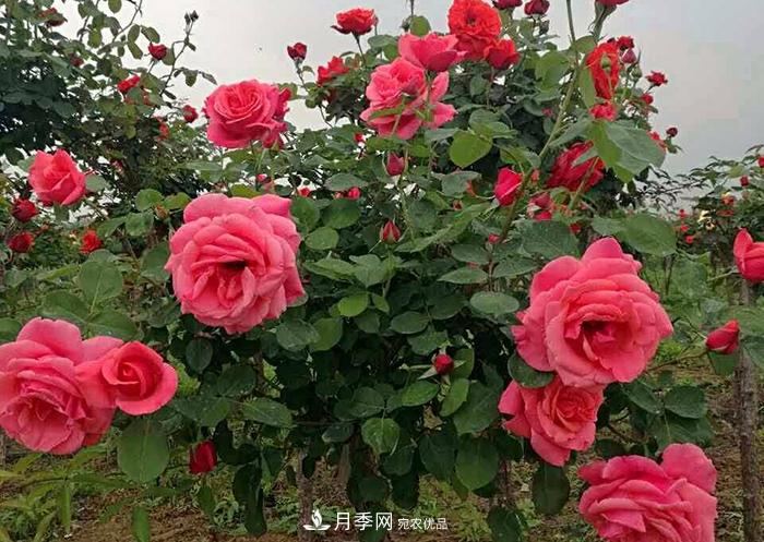 美麗的南陽月季！新時(shí)代的科學(xué)技術(shù)樹狀嫁接改變了月季的命運(yùn)(圖1)