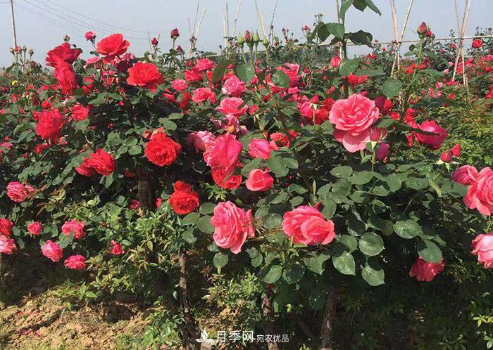 美麗的南陽月季！新時(shí)代的科學(xué)技術(shù)樹狀嫁接改變了月季的命運(yùn)(圖2)