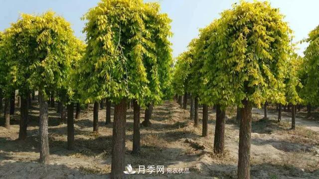 世界金色看中國，說說中國人自己的彩葉樹金葉榆(圖2)