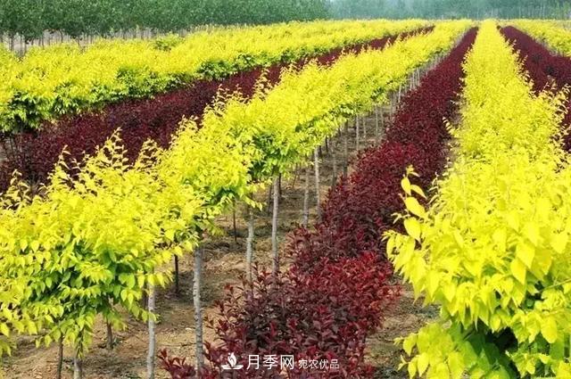世界金色看中國，說說中國人自己的彩葉樹金葉榆(圖1)