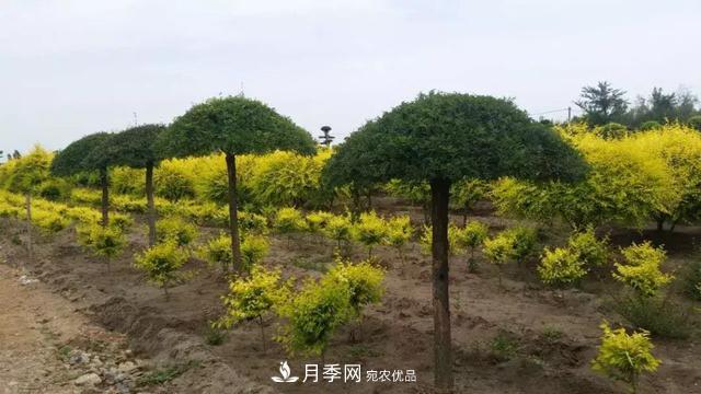 世界金色看中國，說說中國人自己的彩葉樹金葉榆(圖3)