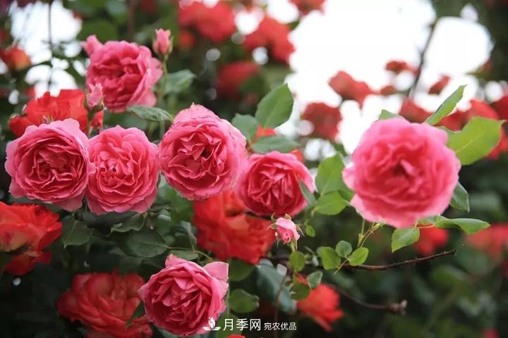 月季當(dāng)選為煙臺(tái)市的市花(圖2)