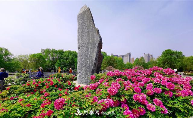 山東有三大花都，盛產(chǎn)牡丹、月季、玫瑰，看看是哪里(圖1)