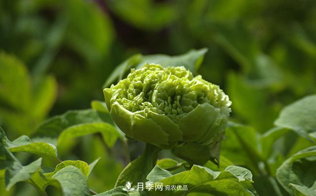 山東有三大花都，盛產(chǎn)牡丹、月季、玫瑰，看看是哪里(圖2)