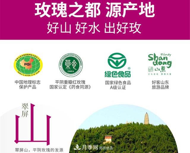 山東有三大花都，盛產(chǎn)牡丹、月季、玫瑰，看看是哪里(圖4)
