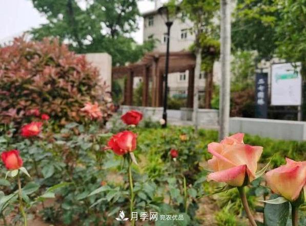 讓月季花開滿全城！河南鄭州將建多個月季景觀主題公園！(圖1)