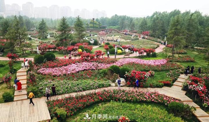 提升月季景觀，月季補(bǔ)植為河北廊坊城區(qū)綠化“錦上添花”(圖1)