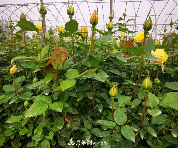 月季葉片發(fā)黃？快來看看怎么做(圖1)