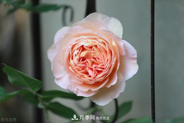 南方有些地區(qū)為什么養(yǎng)不好藤本月季？看著三個3個原因(圖2)