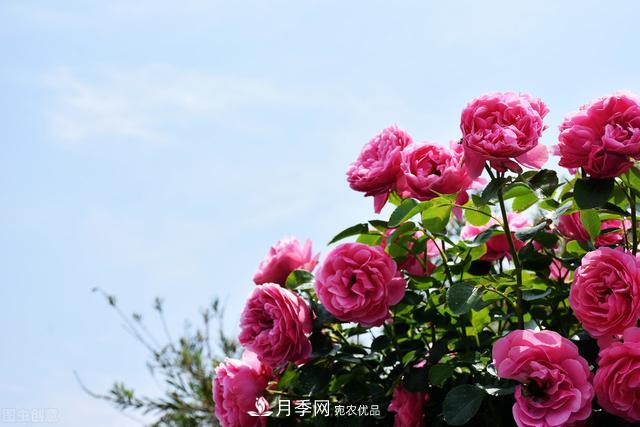 南方有些地區(qū)為什么養(yǎng)不好藤本月季？看著三個3個原因(圖4)