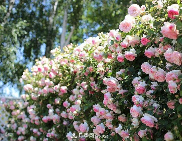 盤點30款又香又好看的月季，讓花園香氣迷人又美麗(圖6)
