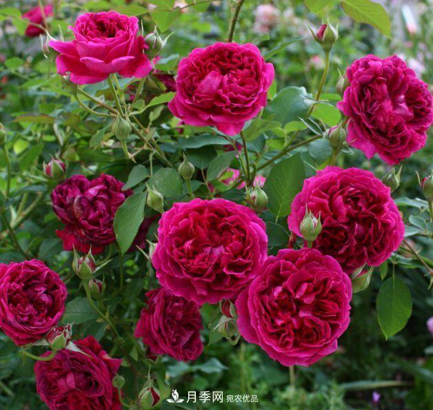 盤點30款又香又好看的月季，讓花園香氣迷人又美麗(圖4)